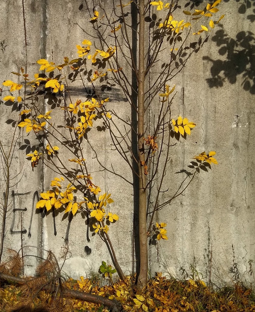 36a72dd8-bc31-46ec-a9f3-a22973629059