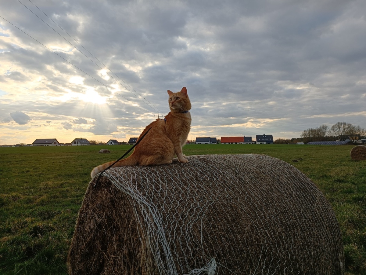 10e8b28e-b4b6-4979-9f9c-7be3f72cf365