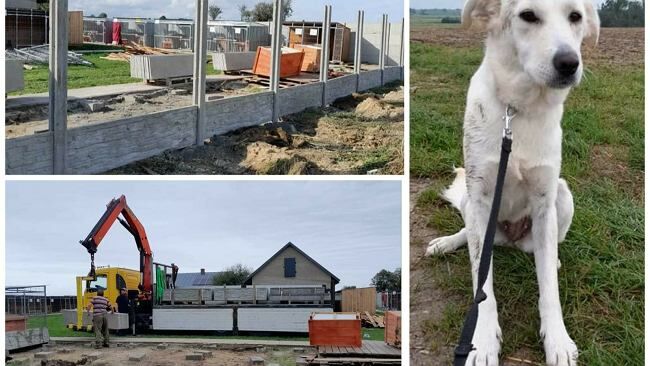 Połowa boksów "odfrunęła wraz z trąbą". Dziś schronisko powoli staje na nogi. Cytryna też bezpieczna