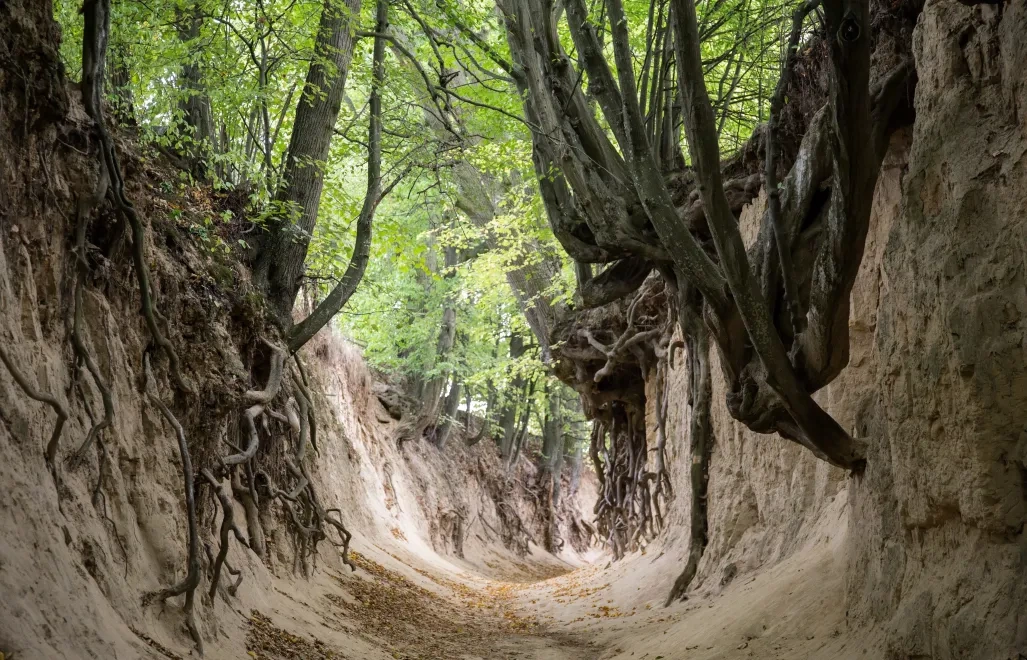 Konar drzewa spadł na grupę dzieci w wąwozie