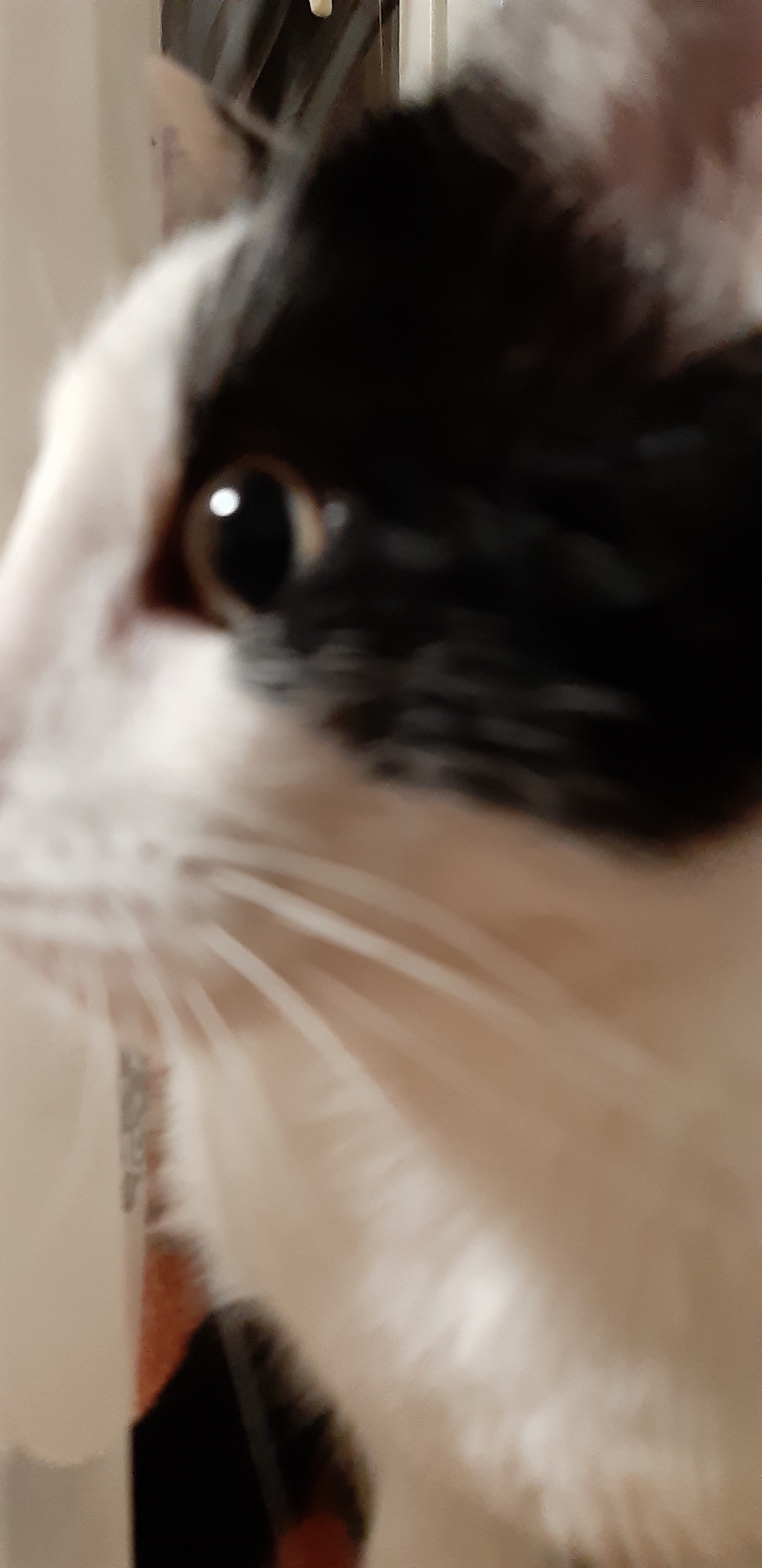 5e74e2f6-67bb-4e20-83bc-00d932ca295b