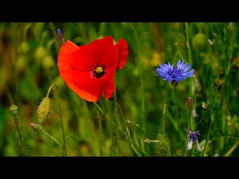 Wiosenna Spokojna Muzyka Relaksacyjna Wyciszająca Duszę