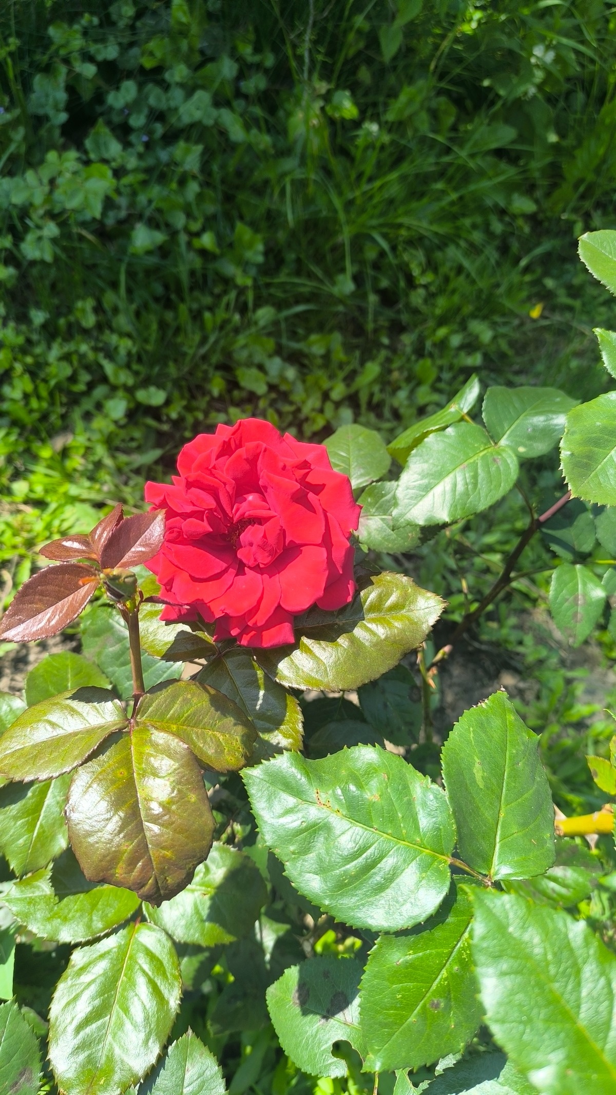 3a538c3c-8b95-4ae7-8c9e-3a885c798945