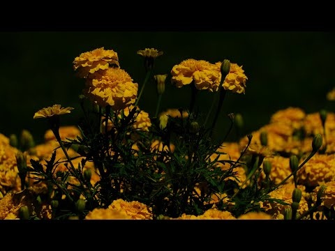 Letnia Muzyka 432 Hz Uzdrawiająca Układ Nerwowy