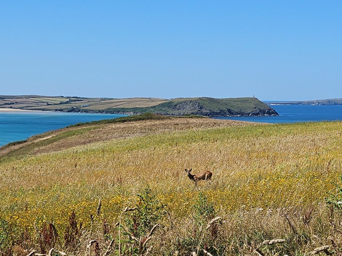 527bb6db-7242-43c3-abae-cb617aa9f7ca