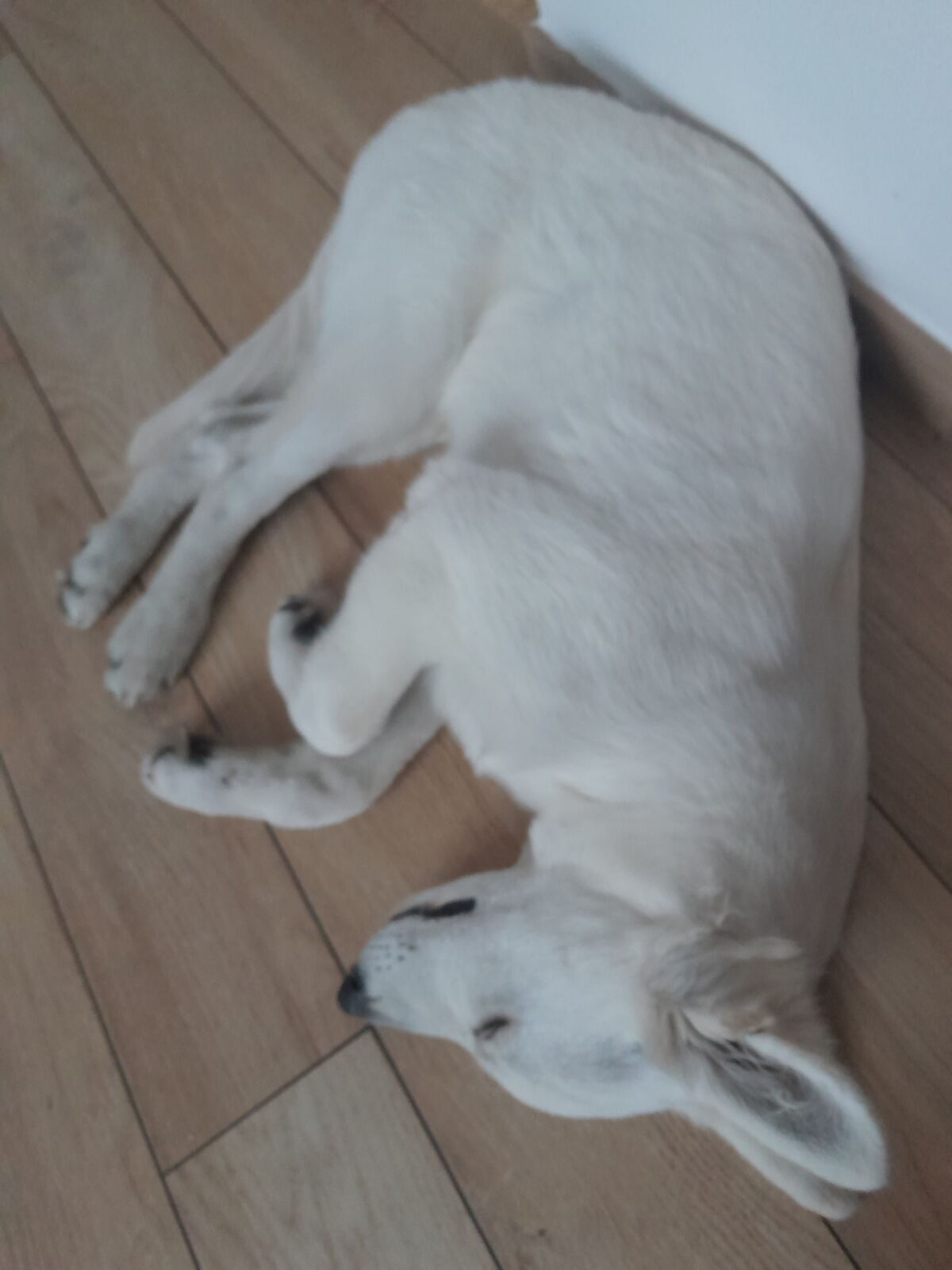 90c6b011-3bb5-4306-b9a3-8c7efa641e61