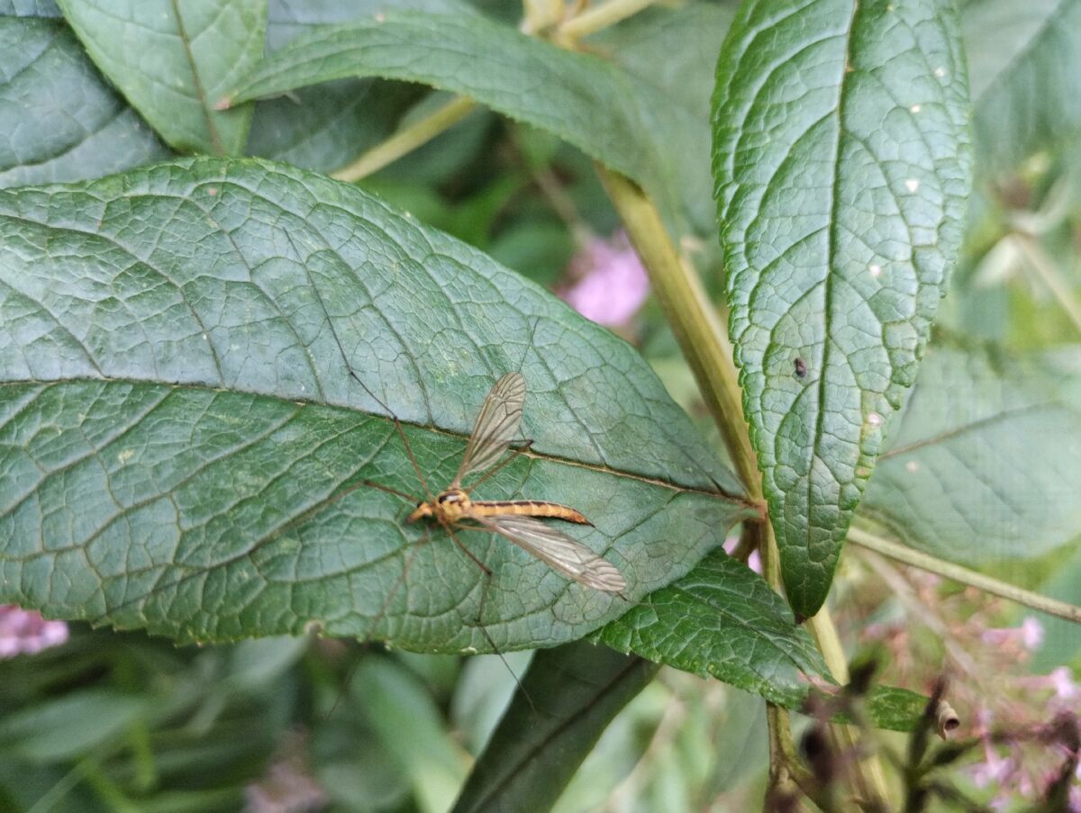 0d1bde71-d0f8-4f28-bb87-c38a0a0461f0