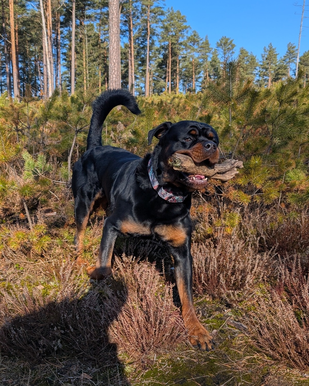 d85fc156-e96d-49fa-bcd2-54cb140d8ac4