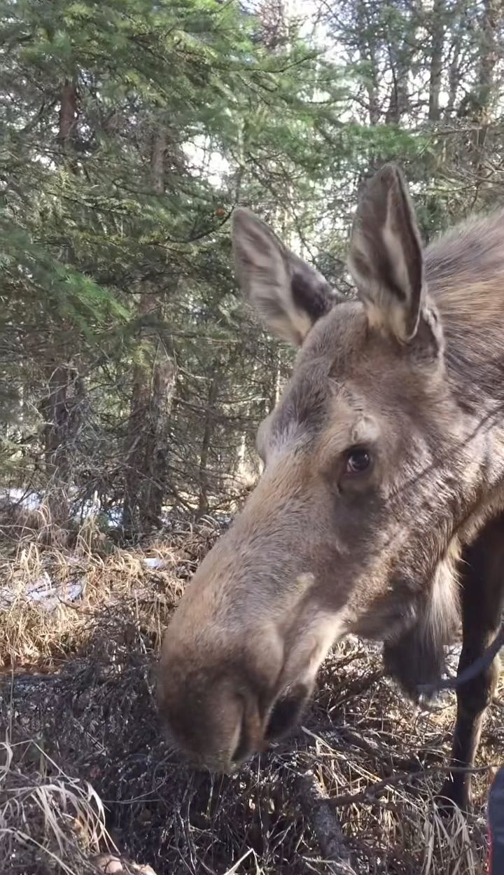 1ced2e76-7504-45bc-a688-82f00dab7b64