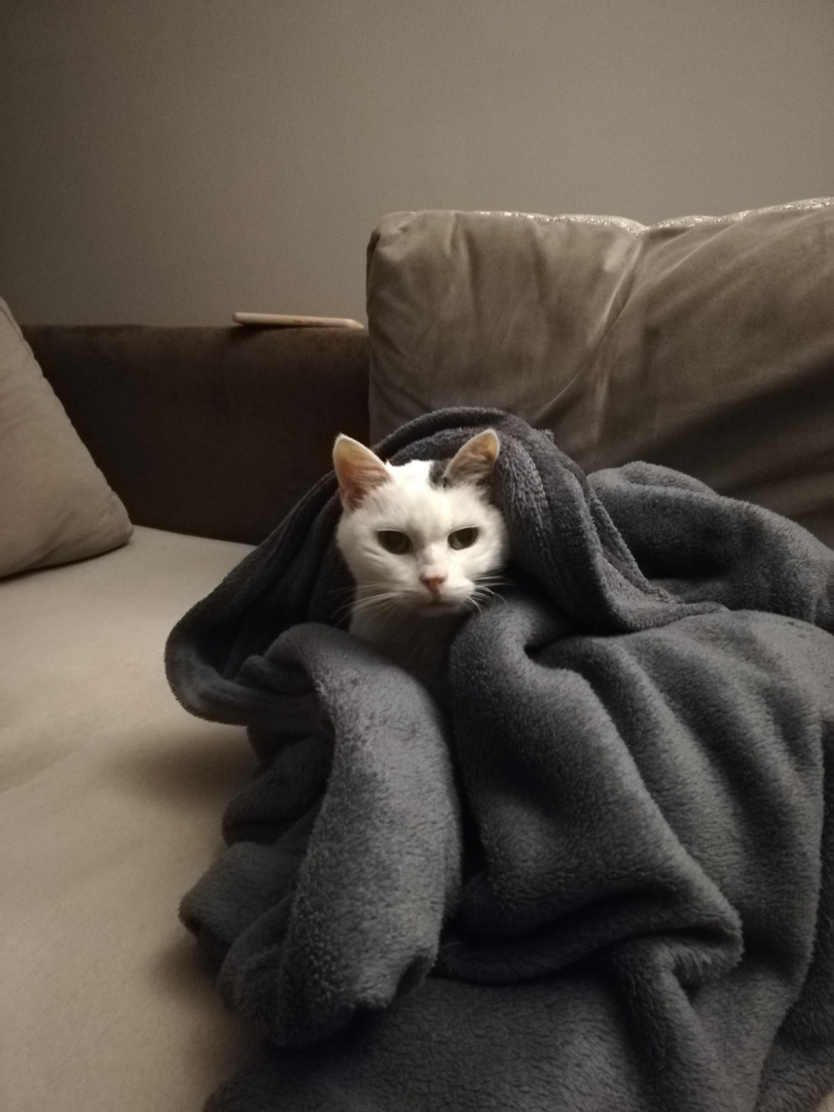 ac2c8d5a-af69-4454-84c0-f1620d41b2ca