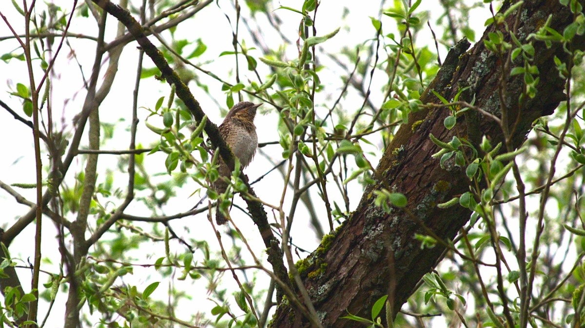 9e1d57f8-63b4-4d83-b135-9a8ec35cf7b3