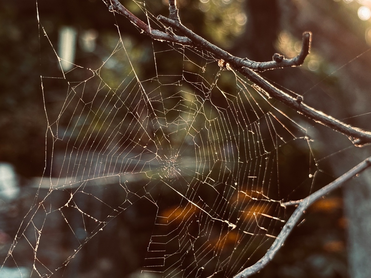 556aaea3-a4d8-4efd-b162-8568ff682963