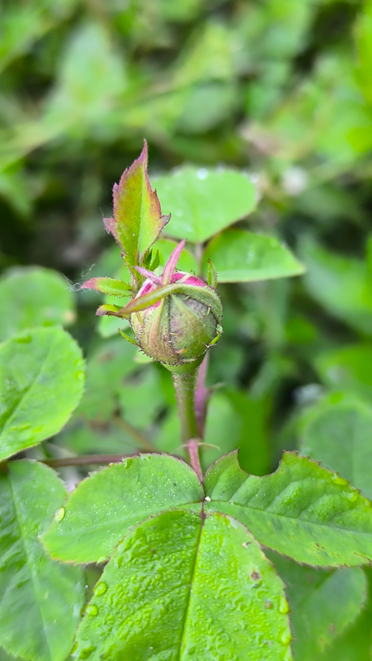 c3cdce45-aa4b-426e-8b23-d8d97f026bf7