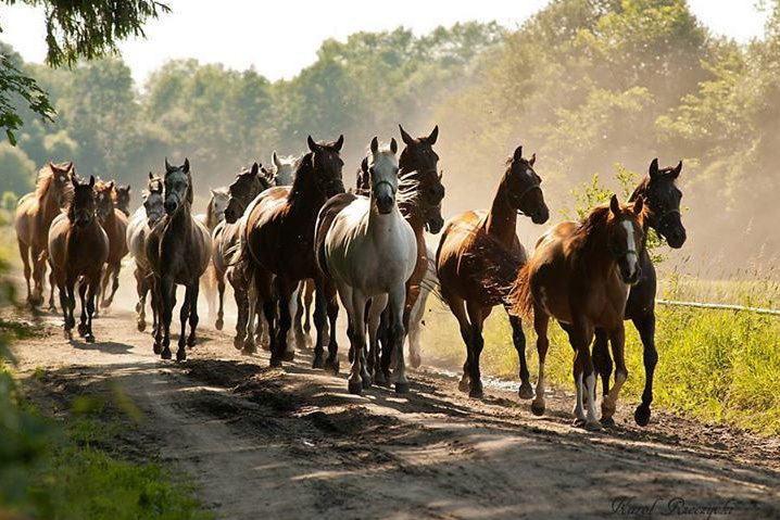 Lubelskie: Śledztwo ws. działania na szkodę stadniny koni w Janowie Podlaskim