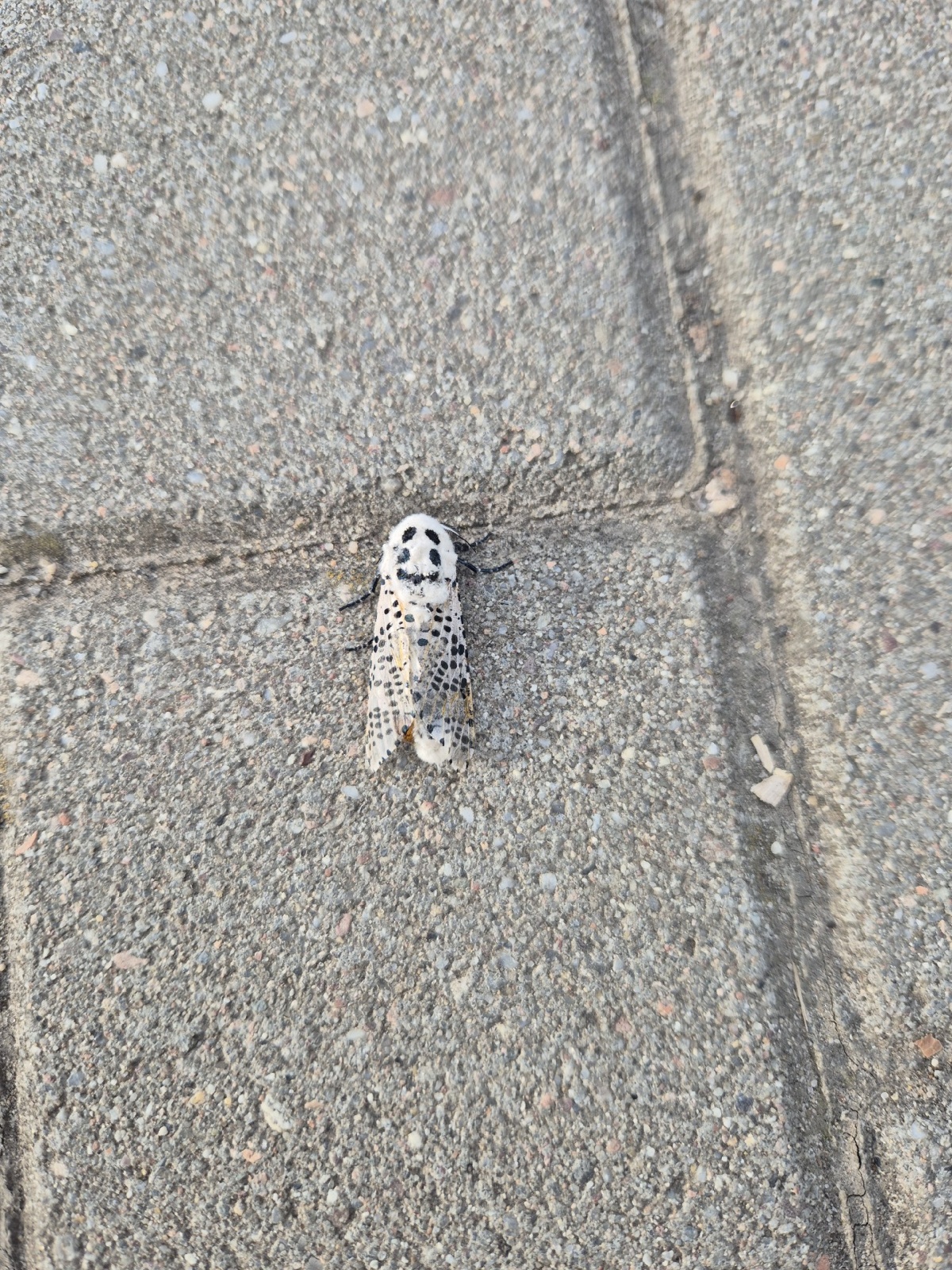 5731d858-296c-4de9-ac3d-c3863fa1d32a