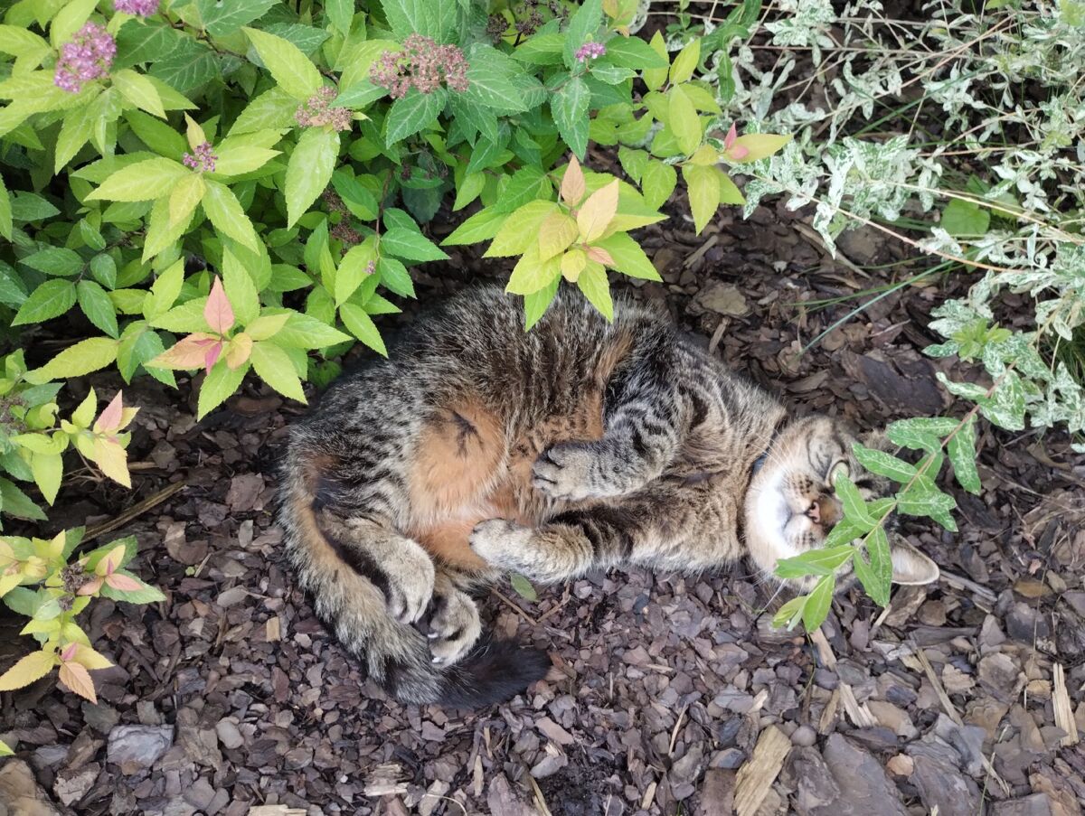 4bc1d6f9-9d68-4532-a284-92167d6a929d