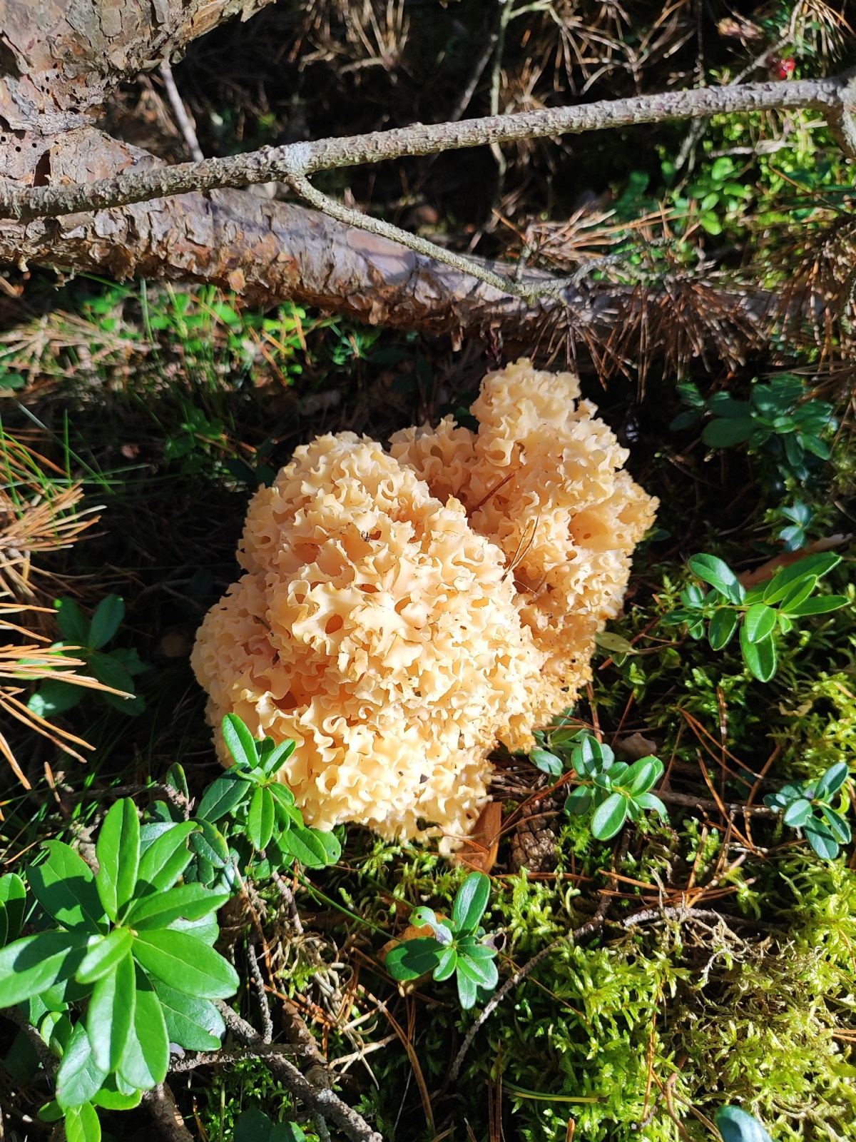 08f43232-94c3-419e-8bad-f4672f4f67c2