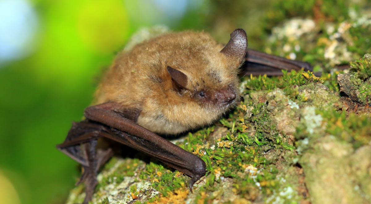 Nie wolno robić im zdjęć. Są pod szczególną ochroną