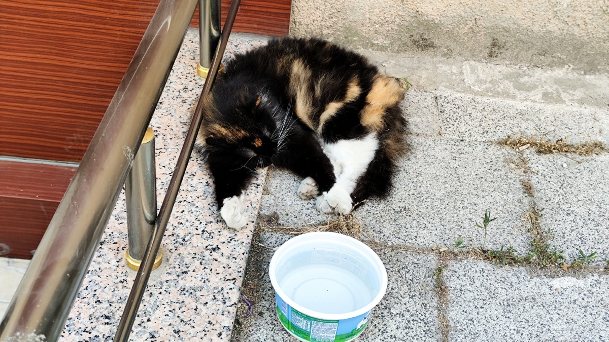 04ed072c-ea40-4856-87e2-f28bae9abb2b