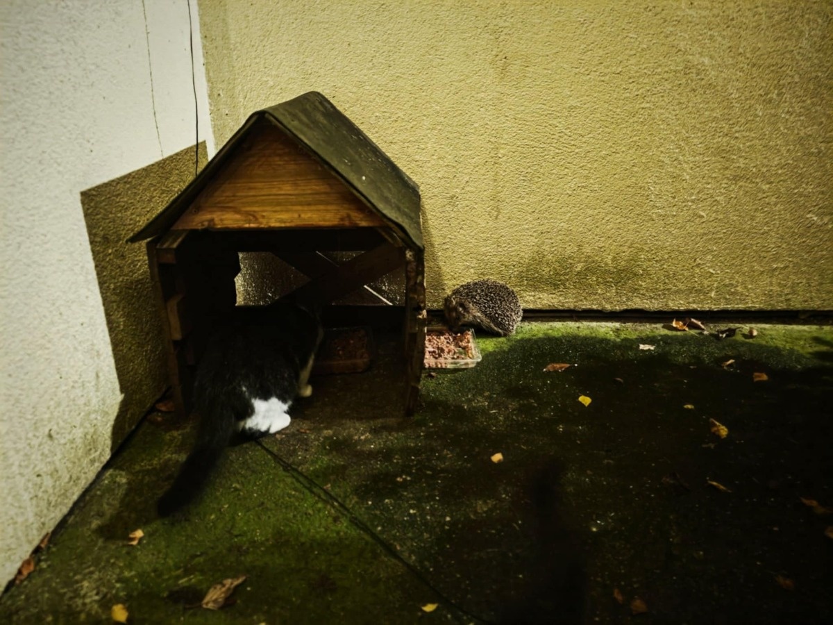 54aef99d-d1bb-4115-9eee-370afd7d816a