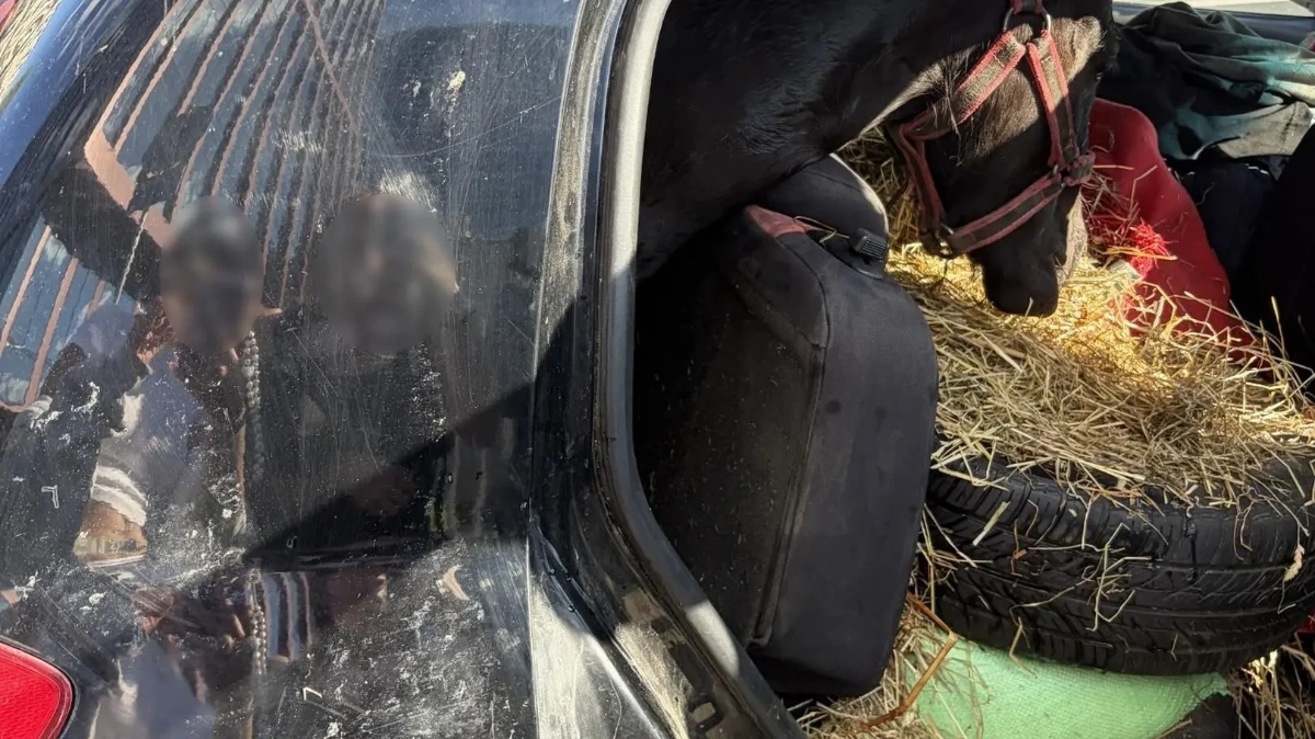 Ile koni ma to auto?