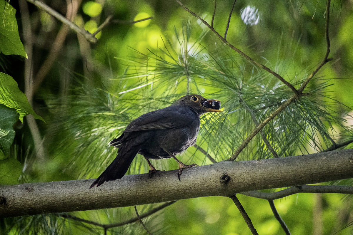 558e66df-ad16-4518-b34b-6a4c476a1d74