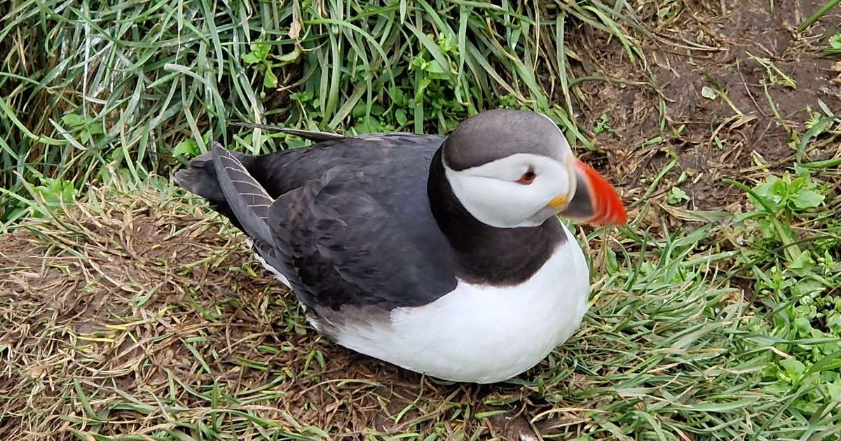 Islandia: Zwabili maskonury na wysepkę plastikowymi atrapami z Chin