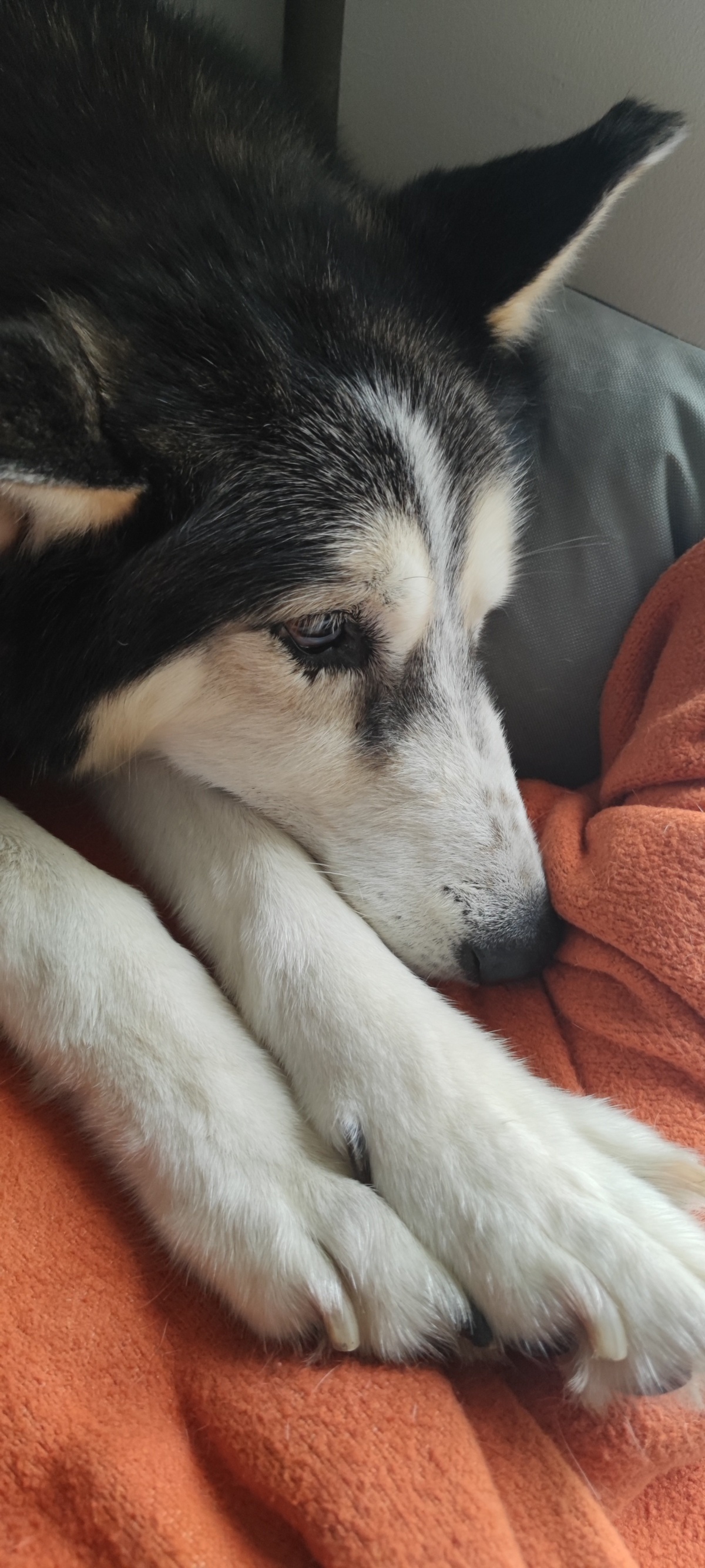 1c602b67-cccd-468c-a0ac-b1851285dff3