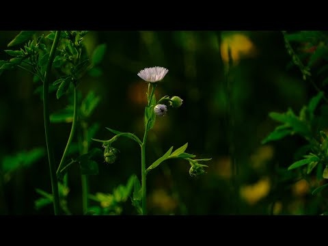 Letnia Spokojna Muzyka Medytacyjna Wyciszająca Umysł