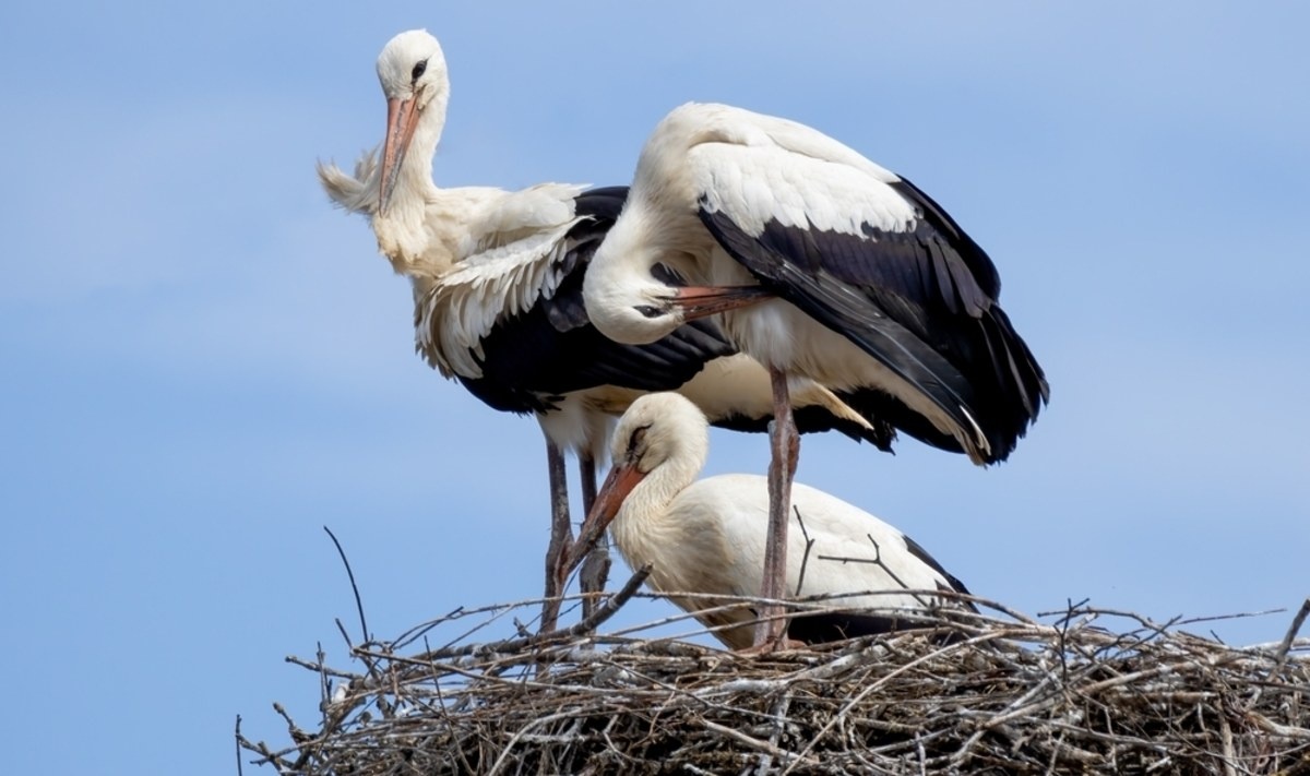 Gumki recepturki dziesiątkują bociany w Niemczech
