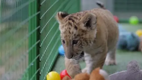 W rumuńskim zoo przyszedł na świat legrys
