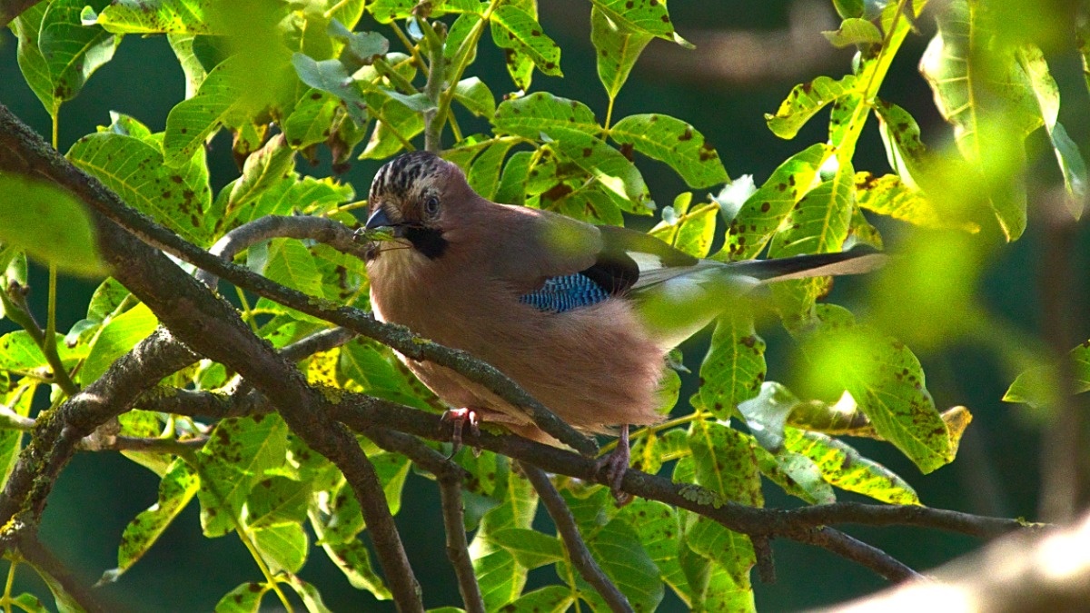 452f6da4-6fec-4607-b527-33aec6a0908d