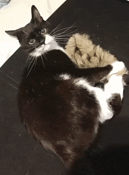 41464c51-bb4d-4ea8-9d85-cffae116961e