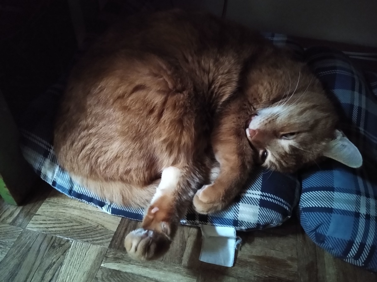 3f00ca32-7d15-442c-b1f9-afb7f53d8bf9