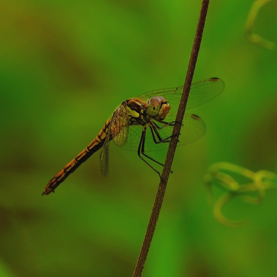 Szablak Podobny - Sympetrum Striolatum / Fotografujemy Przyrodę
