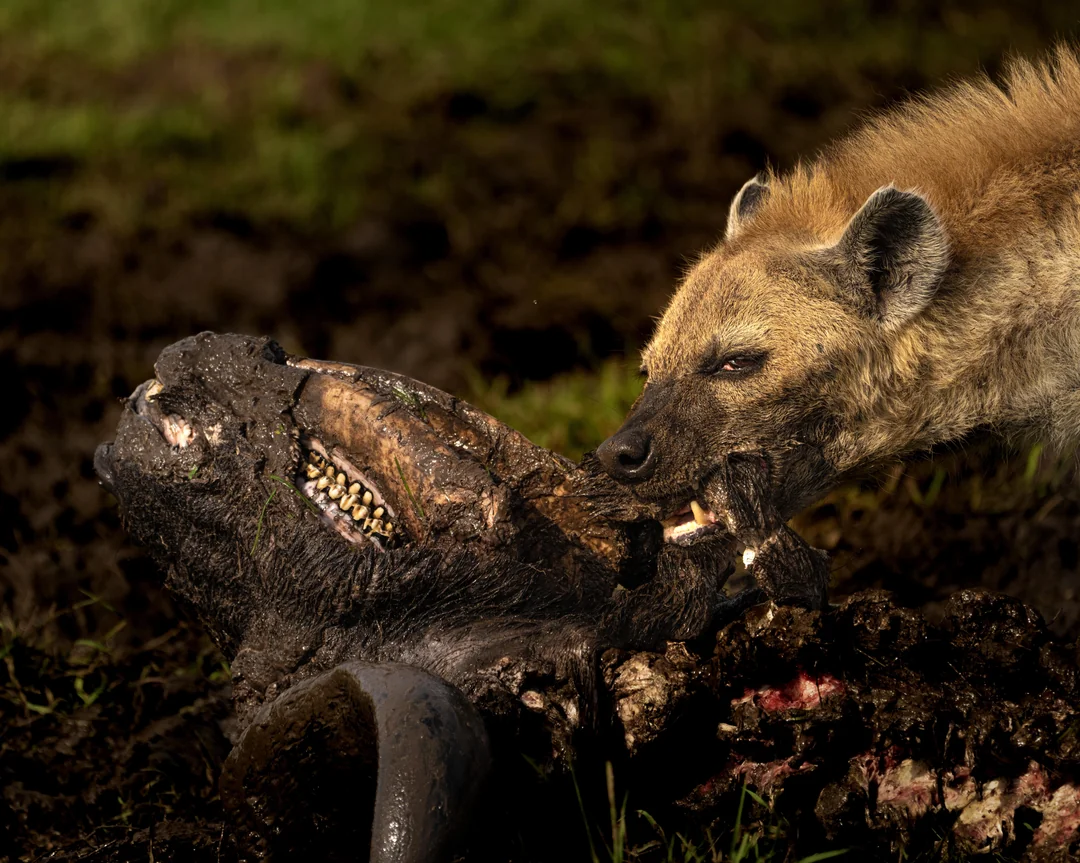 fe205e7f-2fe0-4209-af9c-4d5147734798