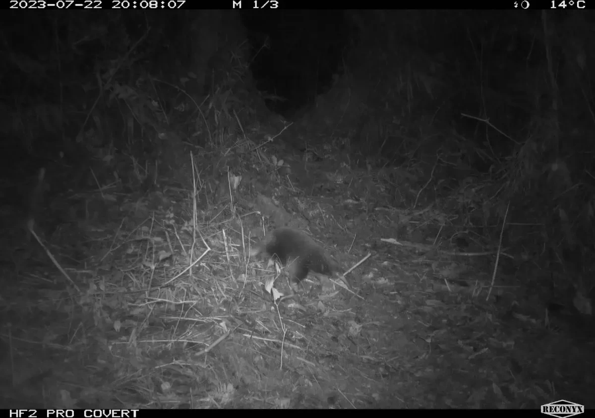 To jeden z najbardziej tajemniczych ssaków. Przez lata sądzono, że jest gatunkiem wymarłym