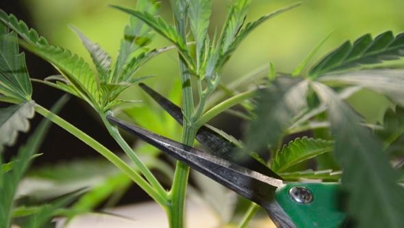 Charakterystyka Limonenu