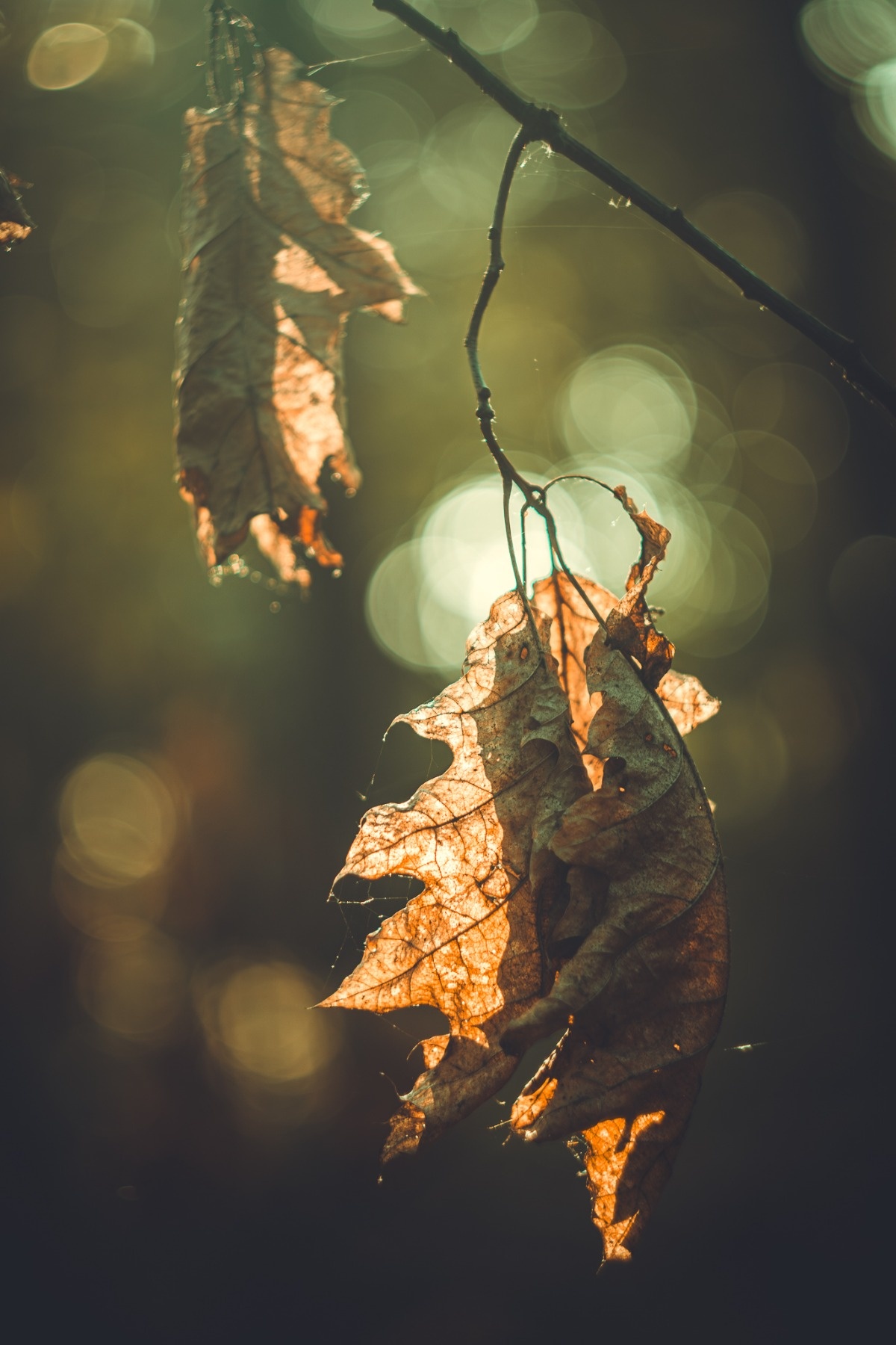 5f702d8f-55f3-477e-a4e1-93f0674c670e