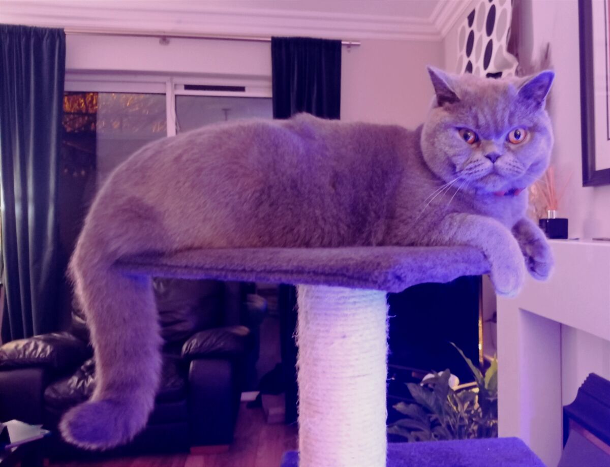 cb50c158-6ae7-41e8-9432-91b0bd5eb6ce