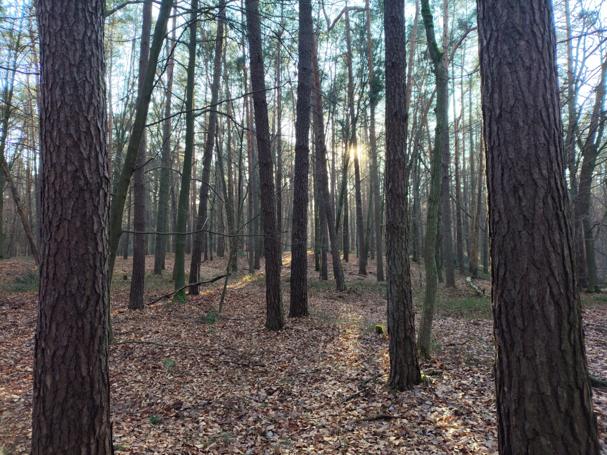 290ff2dc-651a-4eb4-bd90-e88ca8d2ae17