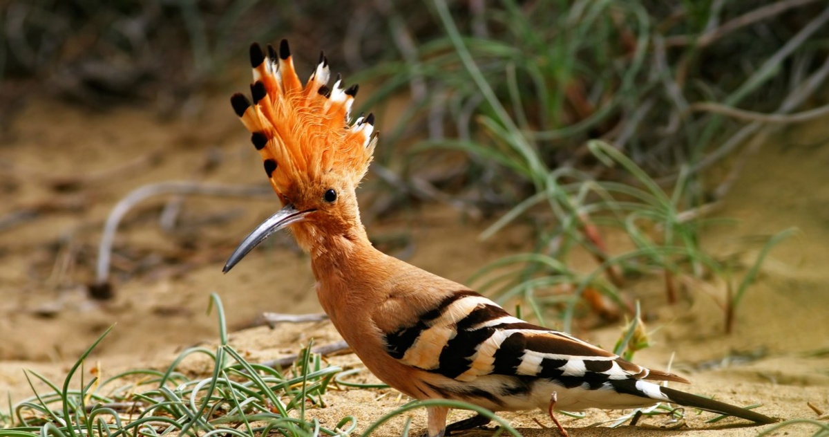 Przepiękny polski ptak jest coraz liczniejszy. To renesans