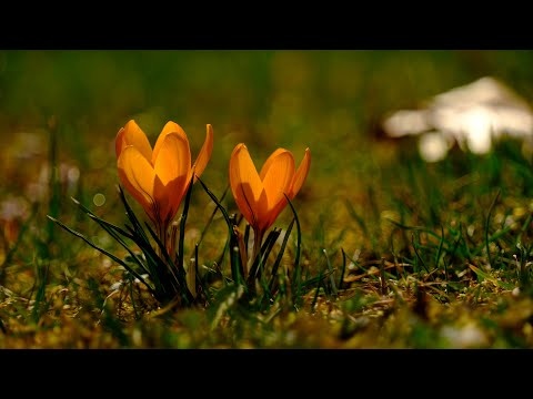 Piękna Wiosenna Muzyka Uspokajająca Umysł