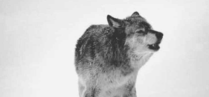 Poseł Konfederacji chce relokować za granicę polskie wilki