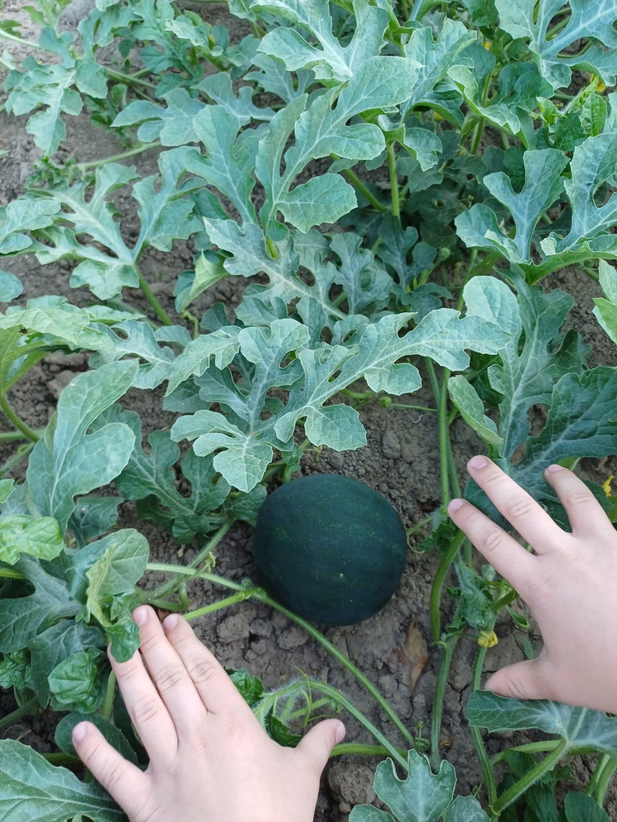 e4eeea85-dd24-45e9-818c-eb3d10722b2e