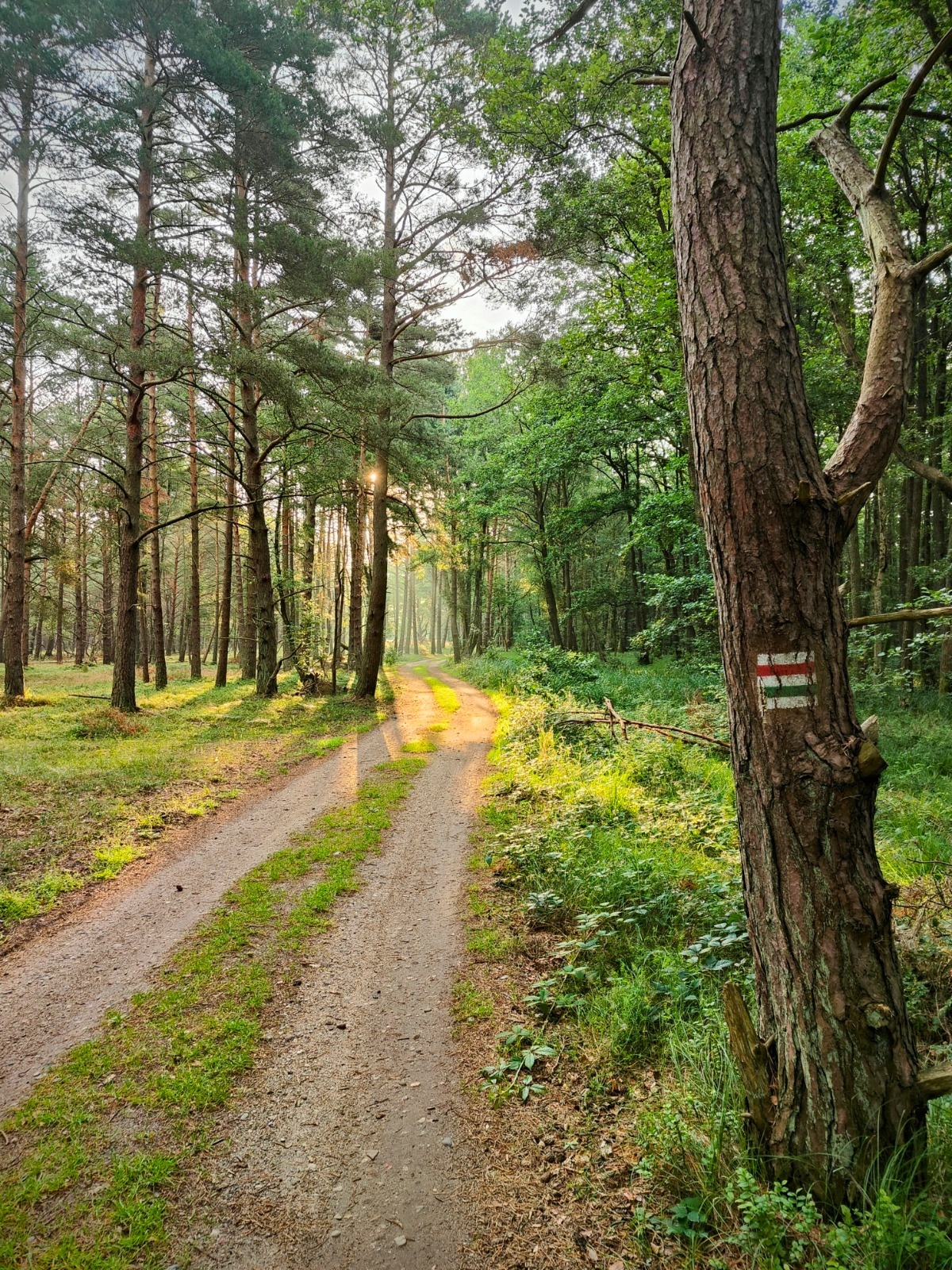 4af73491-2fd7-4617-a3ab-d528b372b349