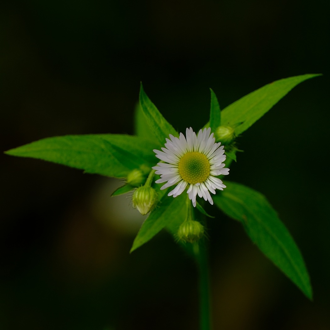 Przymiotno Białe - Erigeron Annuus / Fotografujemy Przyrodę