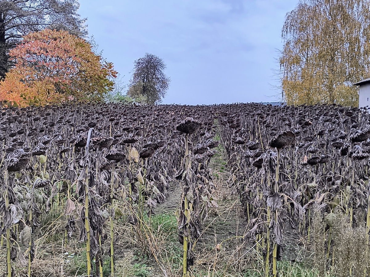 9c3bd802-ef29-4bdb-a7c7-01194f18fa58