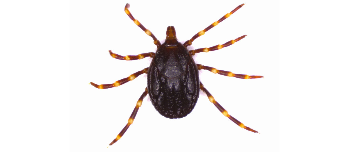 Afrykańskie kleszcze. Naukowcy z UW z apelem o uważność i pomoc - Serwis Naukowy UW