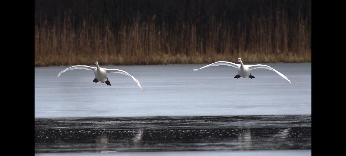 733dc1b6-eaba-4c44-81fd-31f29dd6732d